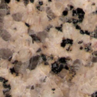 Chrysanthemum Yellow B